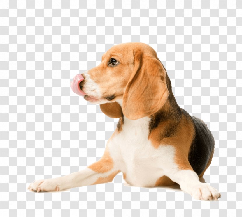 Beagle Labrador Retriever Puppy Basenji Dog Breed Transparent PNG