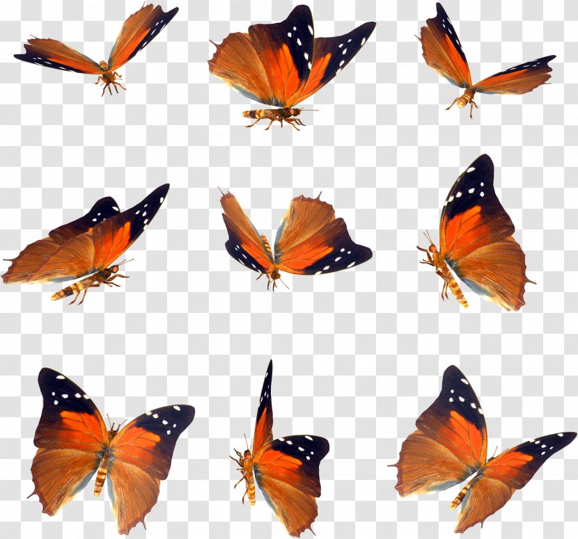 Butterfly Icon - Fauna - Pattern Transparent PNG