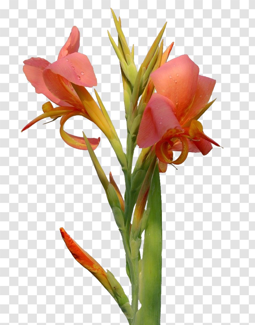 Canna Flower Amaryllis Belladonna - Hippeastrum - Cannabis Pictures Transparent PNG