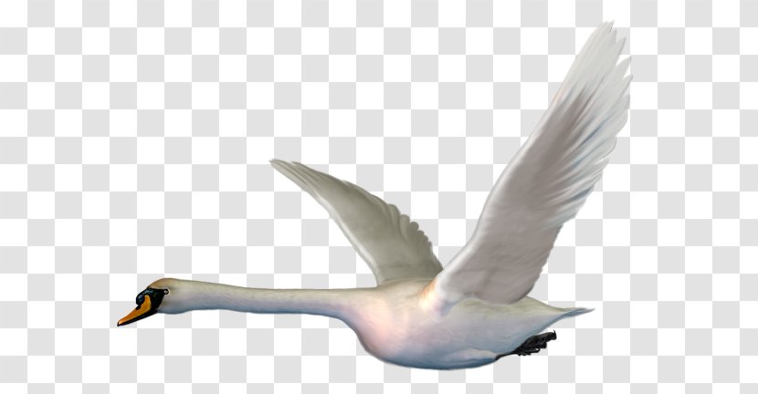 Bird Mute Swan Goose Duck - Water - Birdies Transparent PNG
