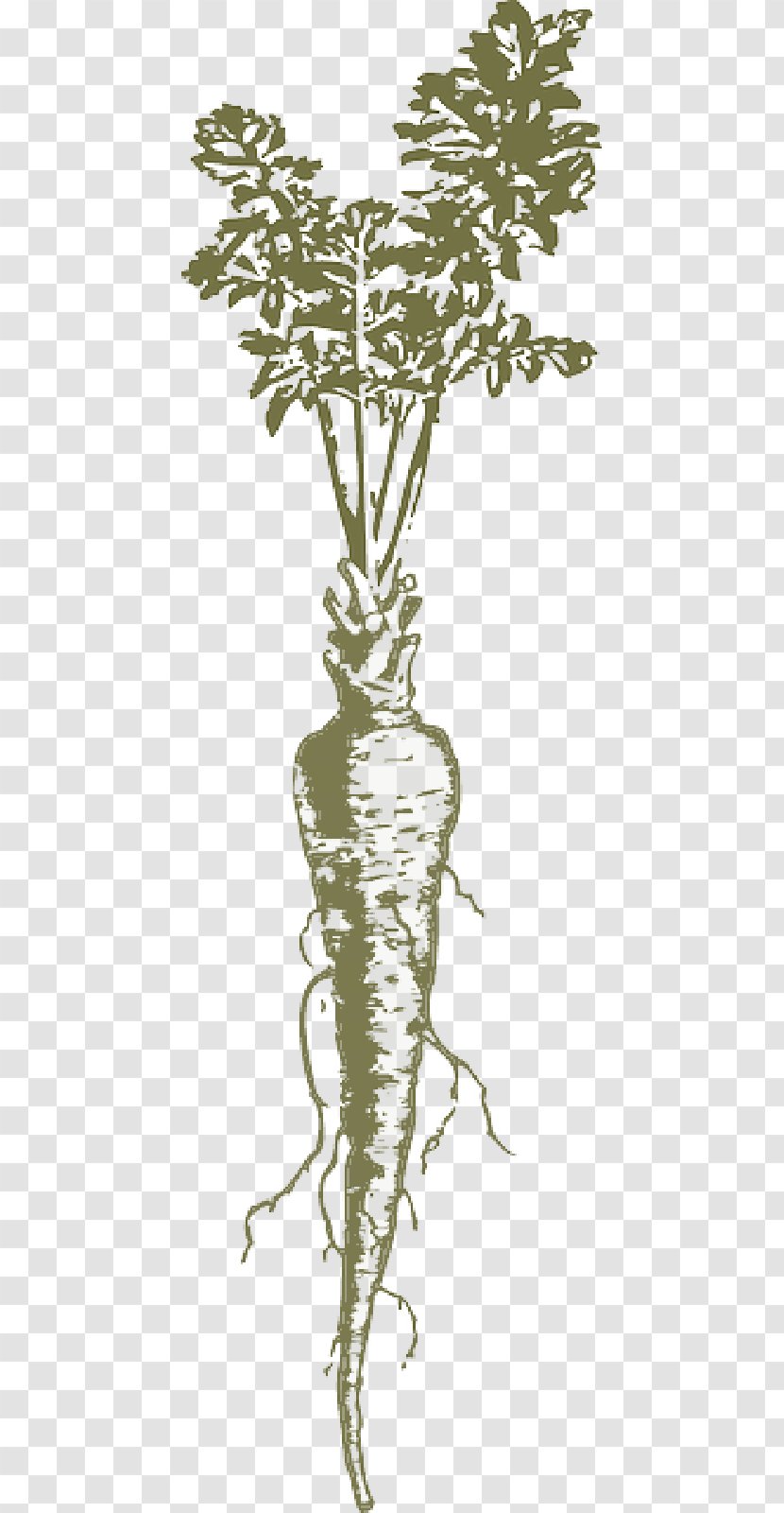 Parsnip Carrot Root Vegetables Clip Art - Celeriac - Plant Roots Transparent PNG