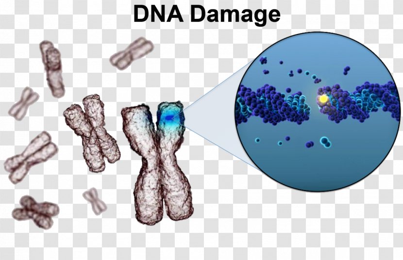 DNA Damage Theory Of Aging Repair Cell - Chromosome Abnormality - Dna Core Transparent PNG