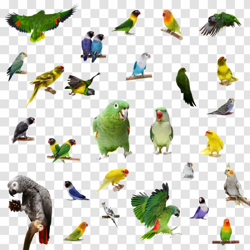 Rosy-faced Lovebird Parrot Yellow-collared - Animal Transparent PNG