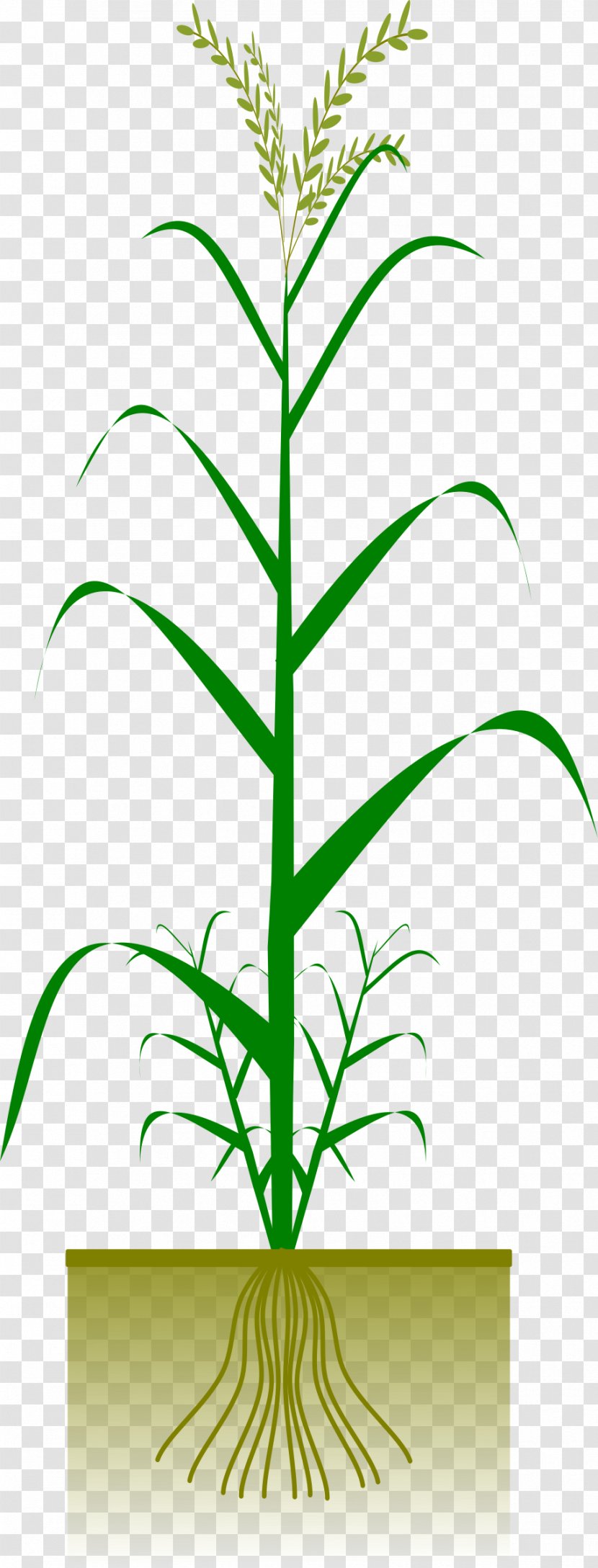 Maize Plant Crop Cereal Clip Art - Tree - Rice Transparent PNG