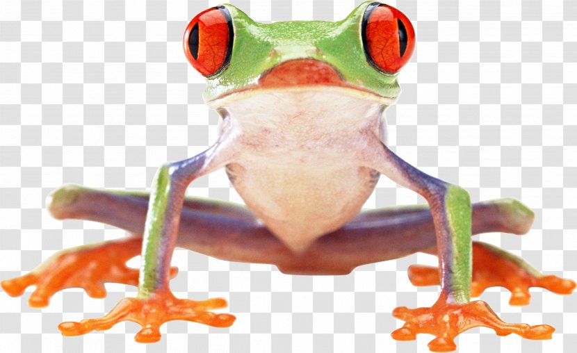 Frog Amphibian Clip Art - Ranidae - Image Transparent PNG