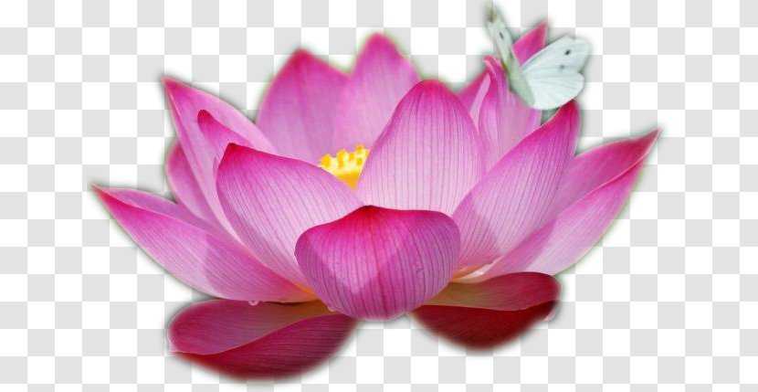 Nelumbo Nucifera Flower Water Lilies Drawing Pink - Flowering Plant - Egyptian Lotus Transparent PNG