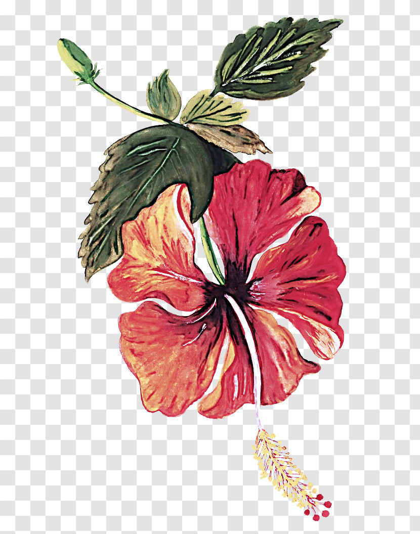 Flower Hibiscus Hawaiian Hibiscus Plant Chinese Hibiscus Transparent PNG