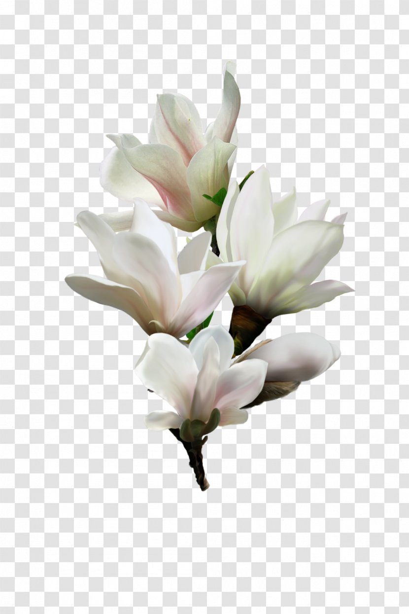 Flower Magnolia Clip Art - Graphic Arts - Orchids Transparent PNG