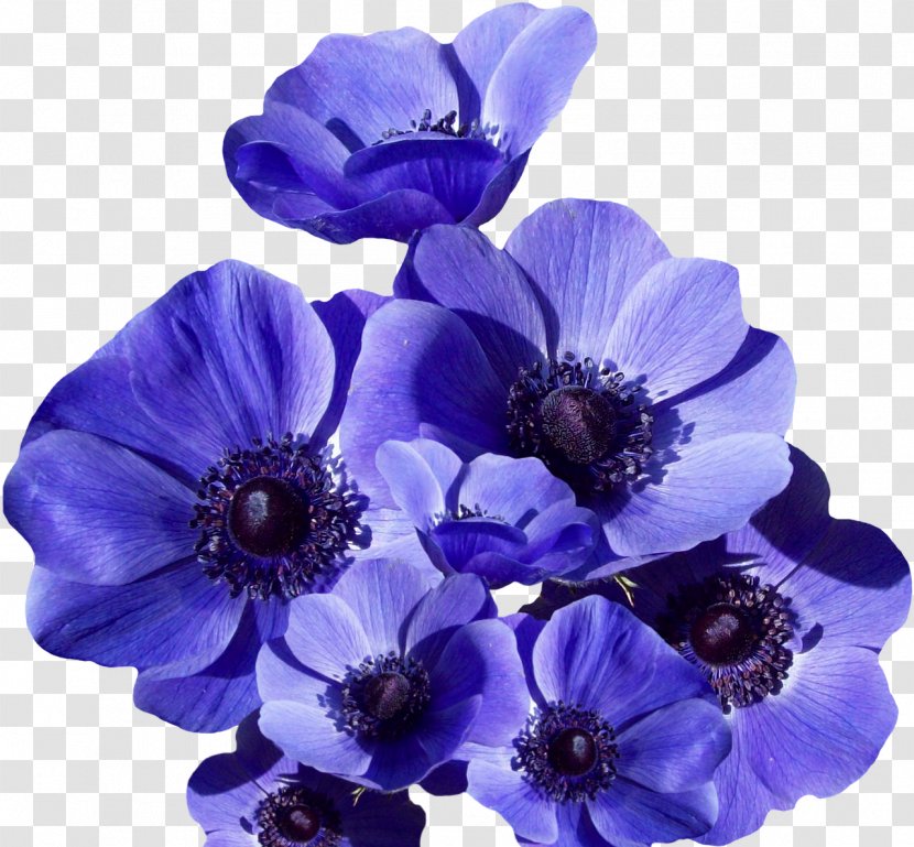 Photography - Flower - Blue Transparent PNG