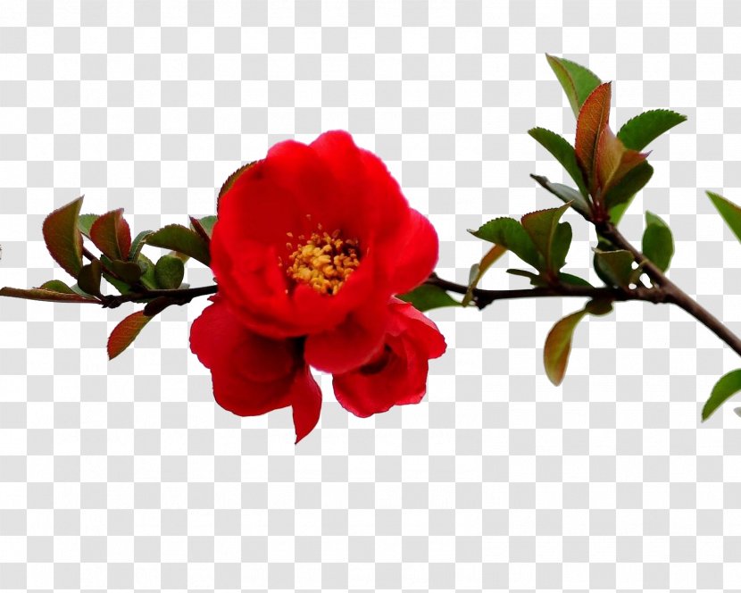 Pomegranate Flower Tree Red Branch - Floristry - Branches Transparent PNG