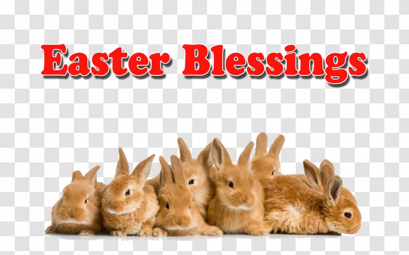 Easter Bunny Domestic Rabbit Angora - Blessing Day Transparent PNG
