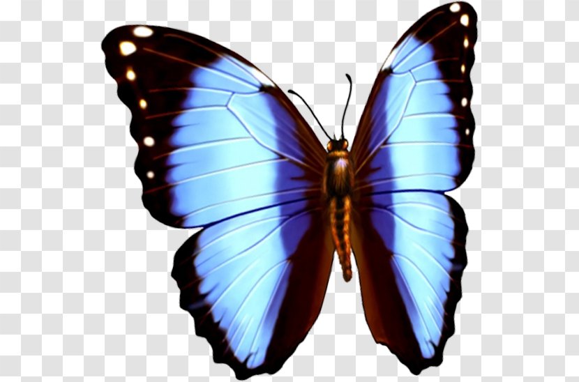 Butterfly Download Computer File - Insect Transparent PNG
