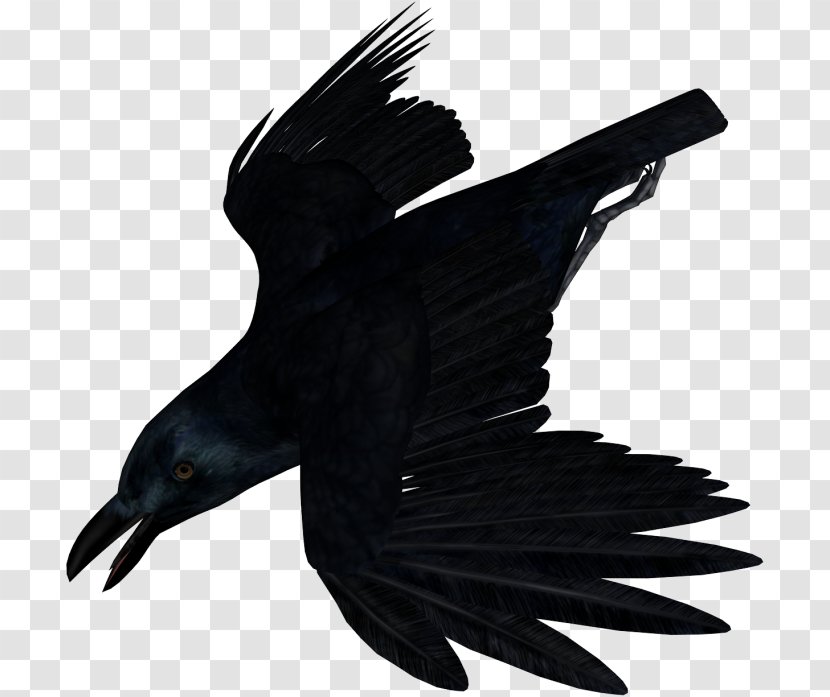 American Crow Bird Common Raven - Rook Transparent PNG