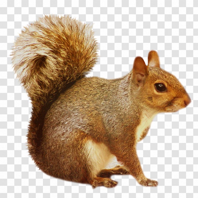 Chipmunk Squirrel Rodent Clip Art Transparent PNG