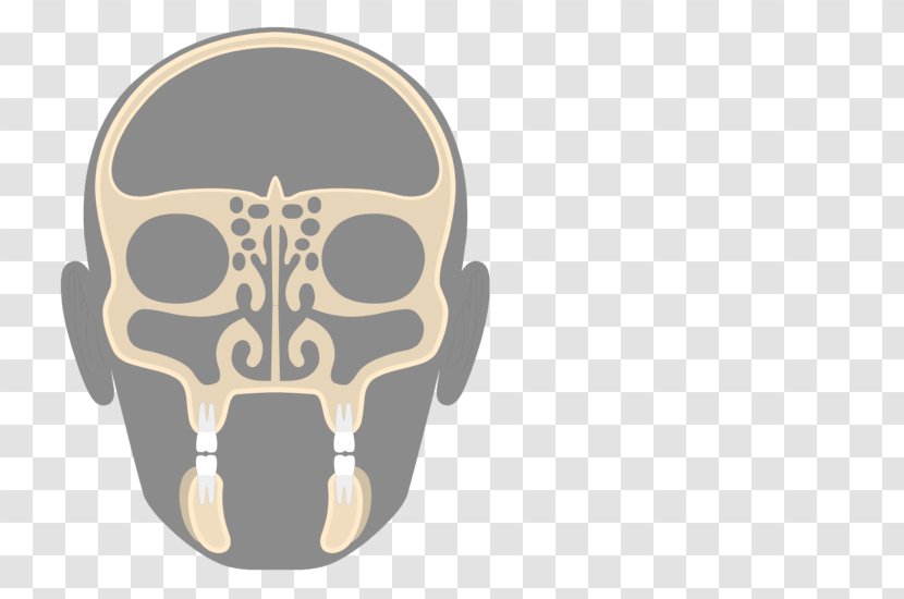 Paranasal Sinuses Ethmoid Bone Sinus Nasal Cavity - Axial Skeleton Transparent PNG
