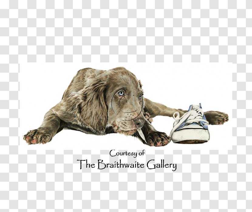 Boykin Spaniel Weimaraner Sussex Puppy Dog Breed Transparent PNG