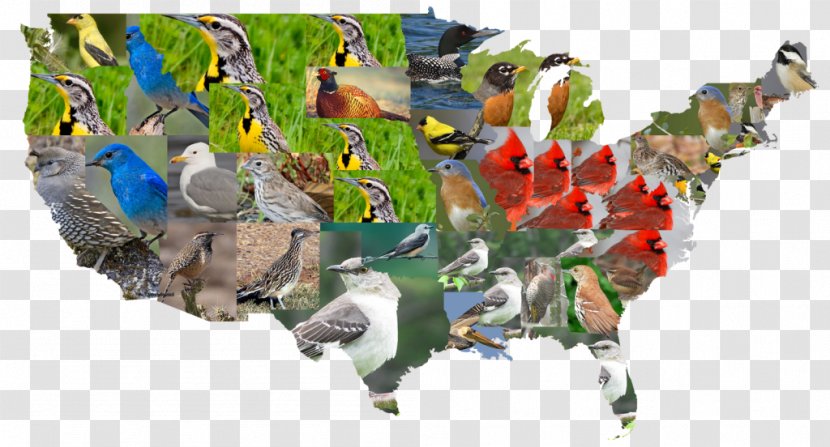 Bird Map Clip Art - Geography Transparent PNG