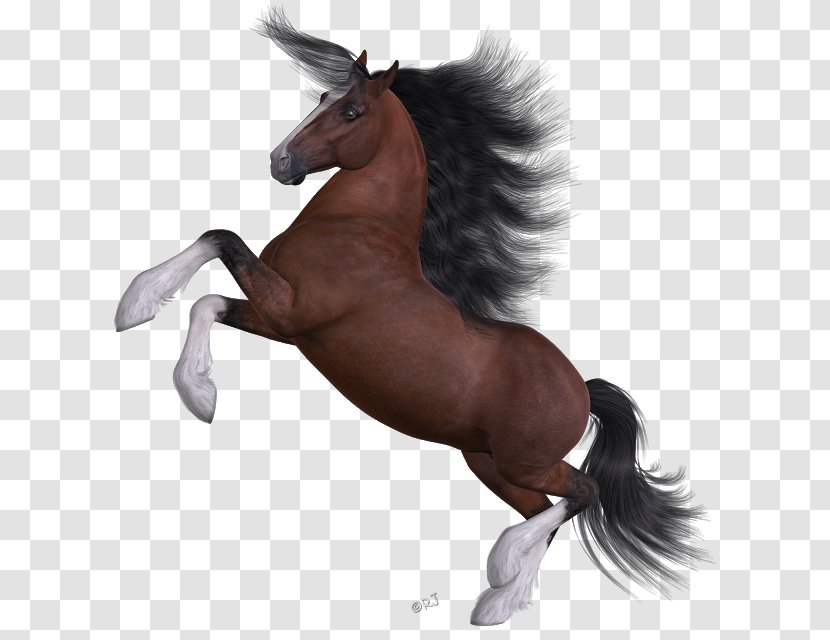Mane Mustang Stallion Pony Halter - Horse Transparent PNG