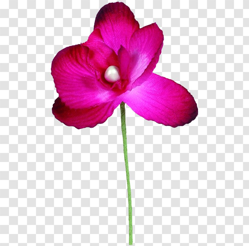 Plant Stem Flower Garden Roses Color Violet - Magenta Transparent PNG