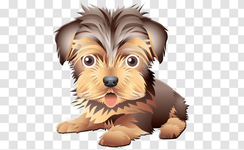 Yorkshire Terrier Bichon Frise Australian Silky Boston - Vertebrate - Cat Transparent PNG