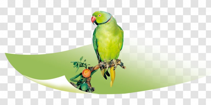True Parrot Bird Parakeet Macaw - Google Images - Green On A Branch Transparent PNG