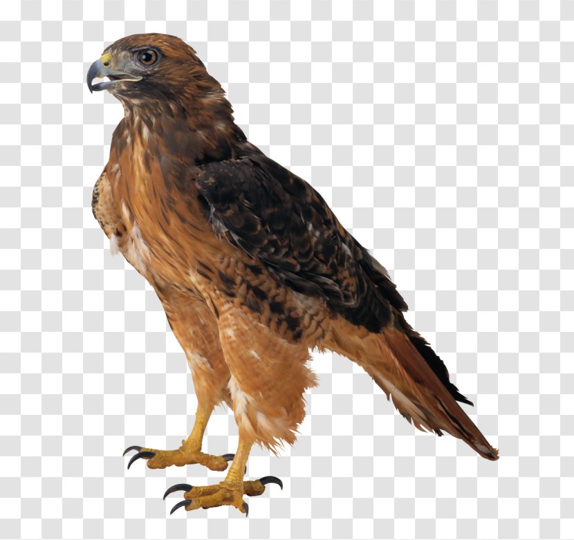 Bald Eagle Download Clip Art - Bird Of Prey - Falcon Transparent PNG