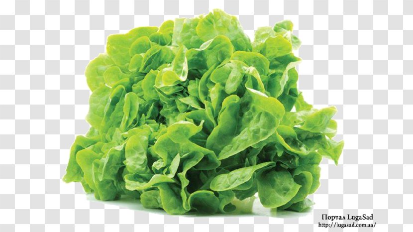 Salad Leaf Vegetable Endive Spinach - Ingredient Transparent PNG