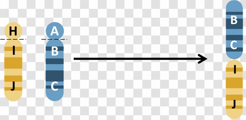 Robertsonian Translocation Chromosomal Chromosome Inversion Down Syndrome - Brand - Monosomy Transparent PNG