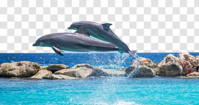 Dolphin Shutter Speed Pixabay - Vacation Transparent PNG