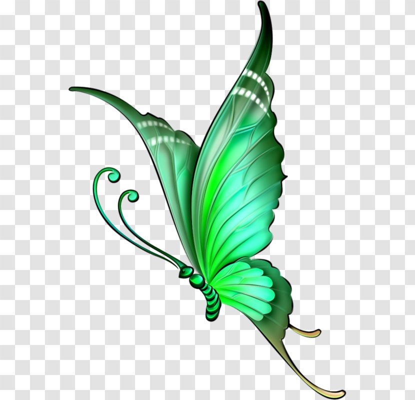 Drawing Butterfly How To Draw Color Pencil - Feather - Sketch Of Pictures Transparent PNG