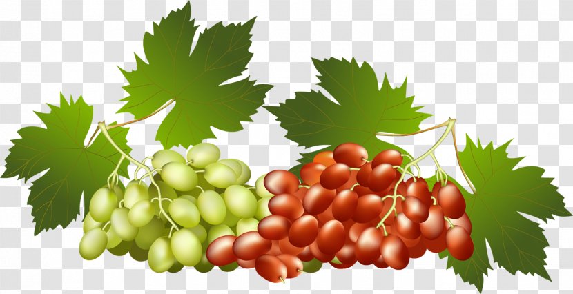 Grapevines Food Seedless Fruit - Vitis - Grapes Transparent PNG