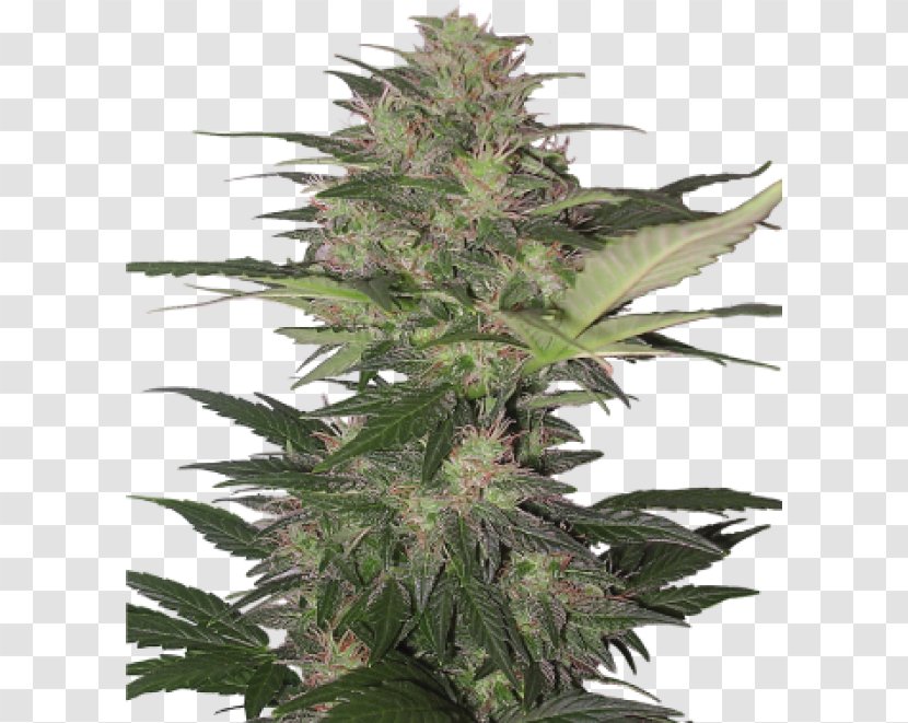 Gorilla Glue 4 Autoflowering Cannabis Seed Transparent PNG