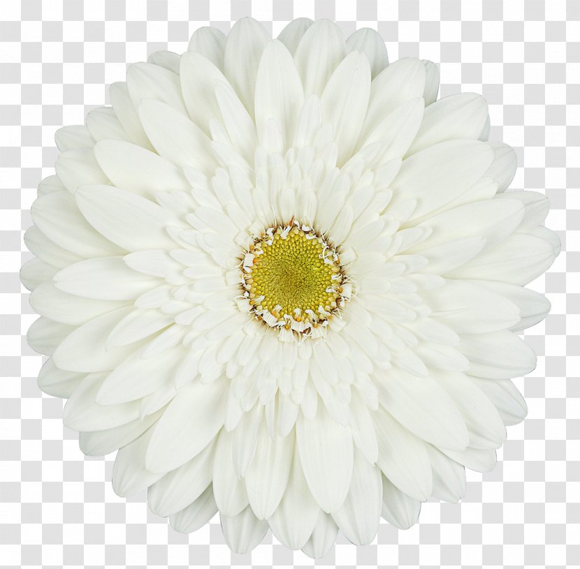 Transvaal Daisy Cut Flowers Carnation Rose - Plant Stem - Gerbera Transparent PNG