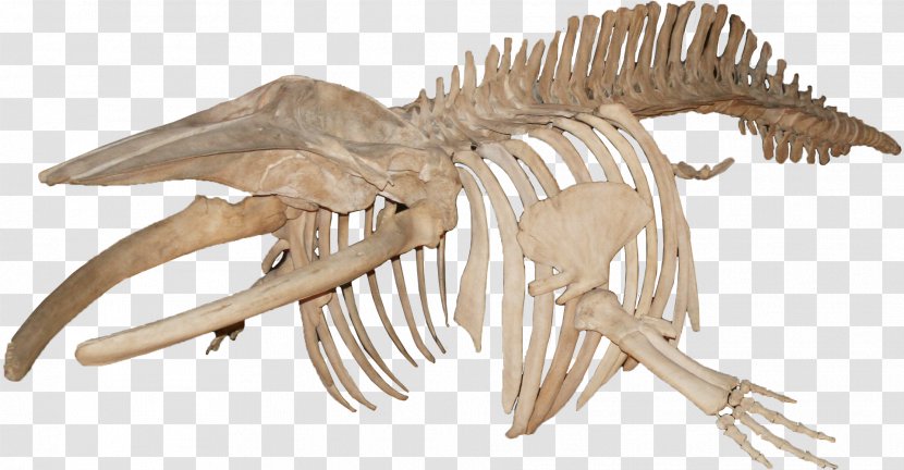 Skeleton Blue Whale Minke Baleen - Common - Bones Transparent PNG