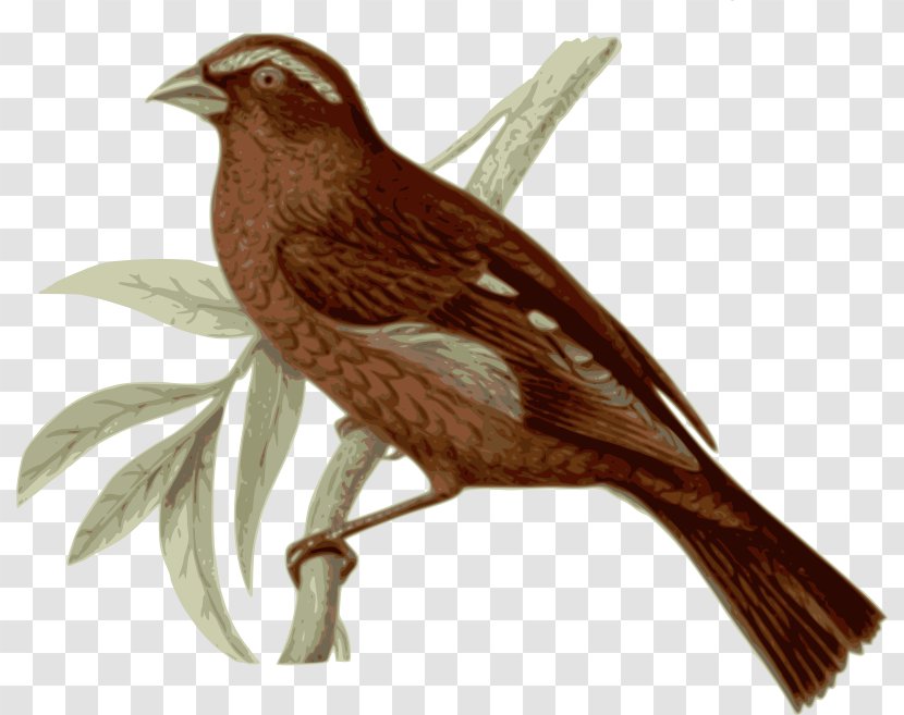 Bird Vinaceous Rosefinch Feather Clip Art Transparent PNG