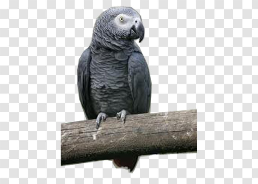 Macaw Parakeet Beak Grey Parrot - Fauna Transparent PNG