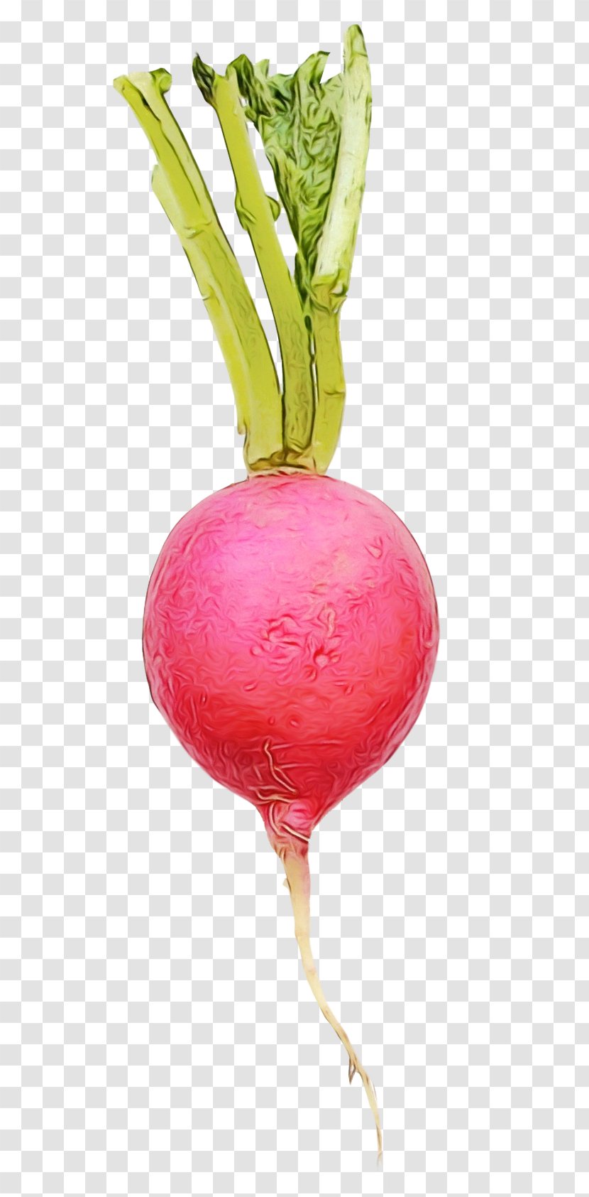 Radish Beetroot Beet Turnip Vegetable - Watercolor - Greens Rutabaga Transparent PNG