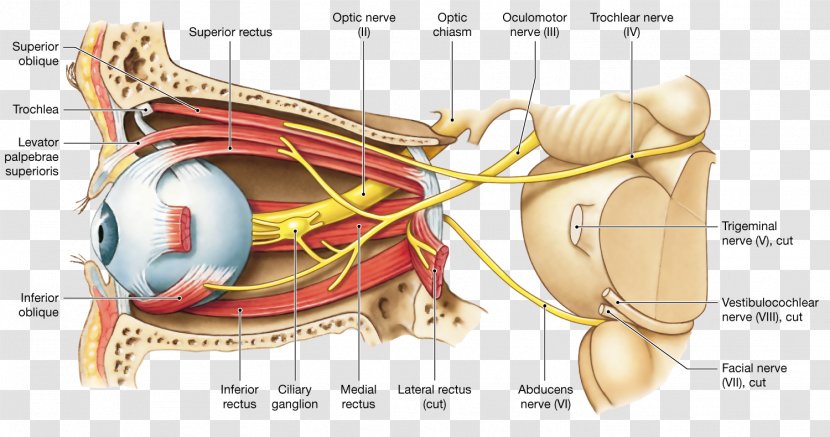Oculomotor Nerve Optic Cranial Nerves Human Eye - Flower Transparent PNG