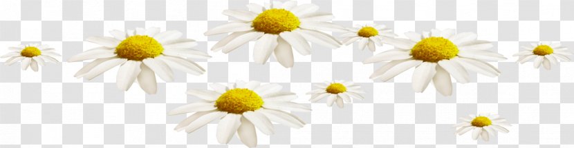 Common Daisy Oxeye Roman Chamomile Chrysanthemum Sunflower - Flowering Plant Transparent PNG