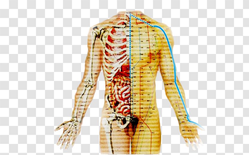 Urinary Bladder Acupuncture Therapy Meridian Traditional Chinese Medicine - Frame - Meridians Transparent PNG