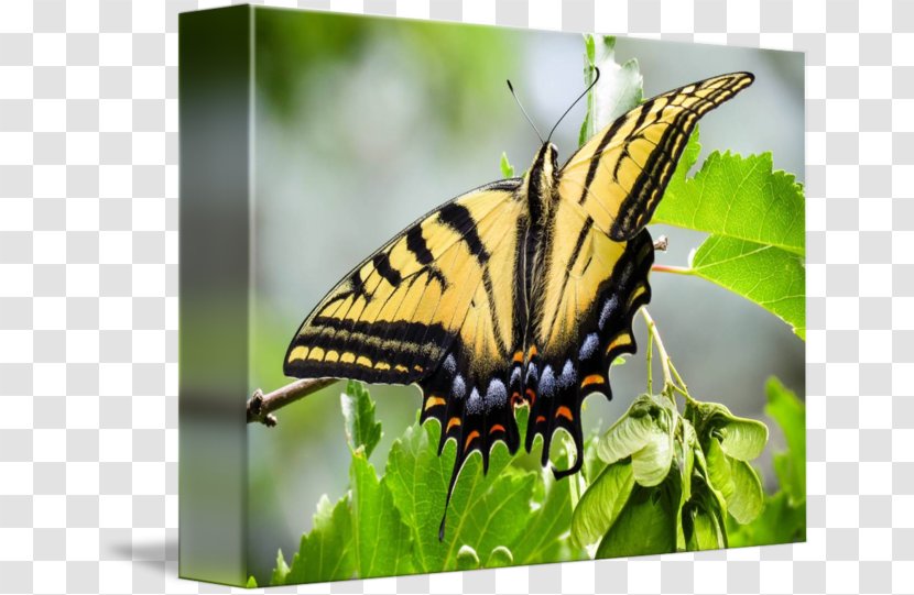 Nymphalidae Butterfly Wildlife Animal - Glossy Butterflys Transparent PNG