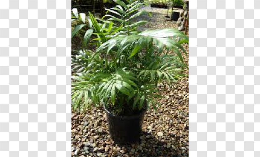 Tree Flowerpot Evergreen Houseplant Shrub Transparent PNG