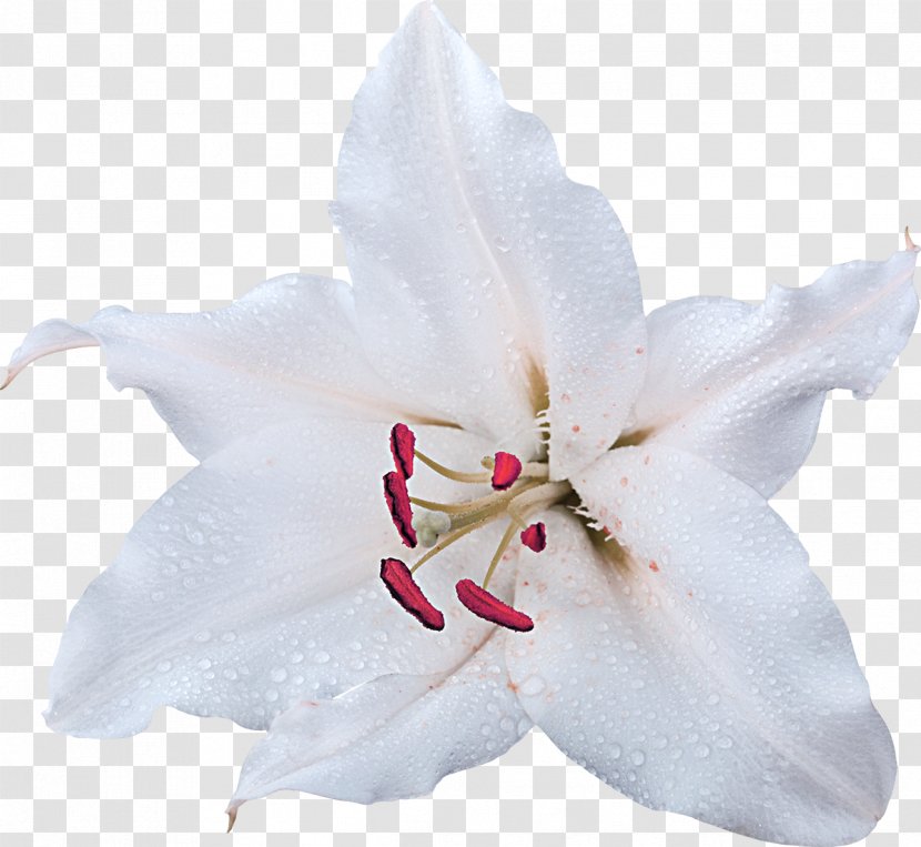 Jewelry Tallinn Lilium Flower - Flowering Plant - Lily Transparent PNG