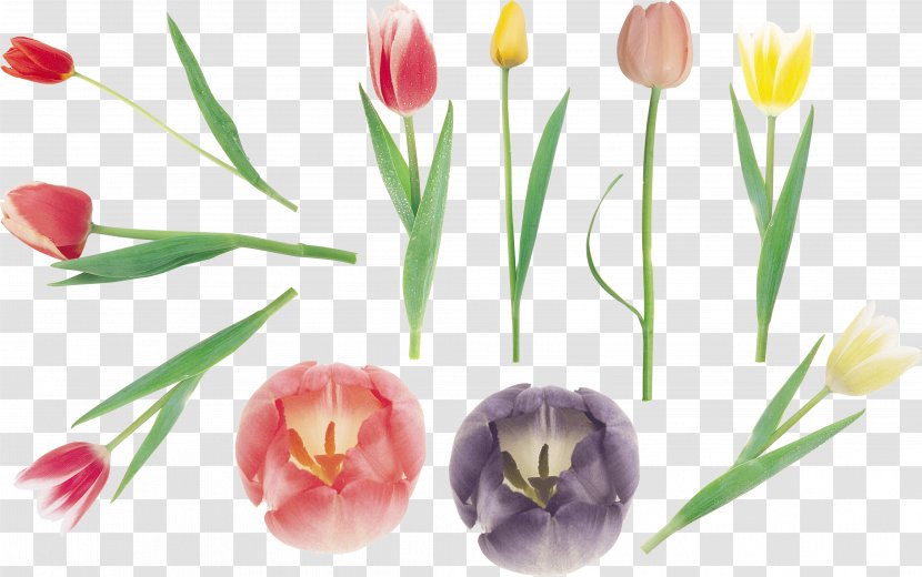 Tulip Cut Flowers Petal Plant Stem - Lily Family Transparent PNG