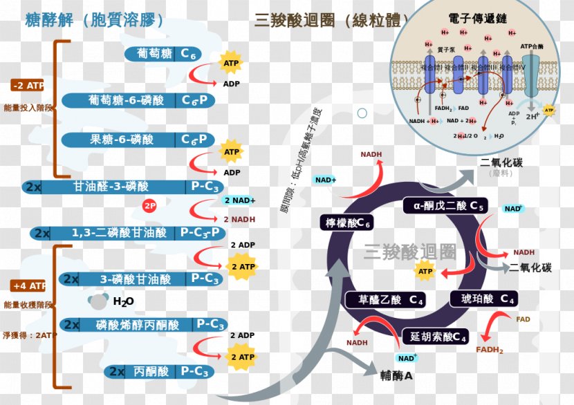 Cellular Respiration Anaerobic Citric Acid Cycle - Aerobic Organism - Electron Transport Chain Worker Transparent PNG