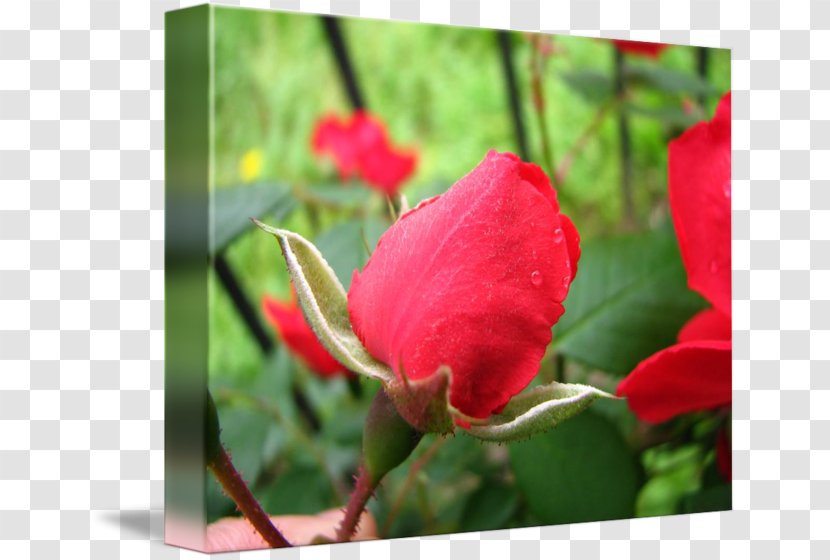 Centifolia Roses Flower Garden Rosaceae Floribunda - Plant Stem - Rose Leslie Transparent PNG