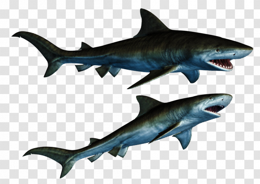 Tiger Shark Squaliform Sharks Great White Shark Mackerel Sharks Fin Transparent PNG