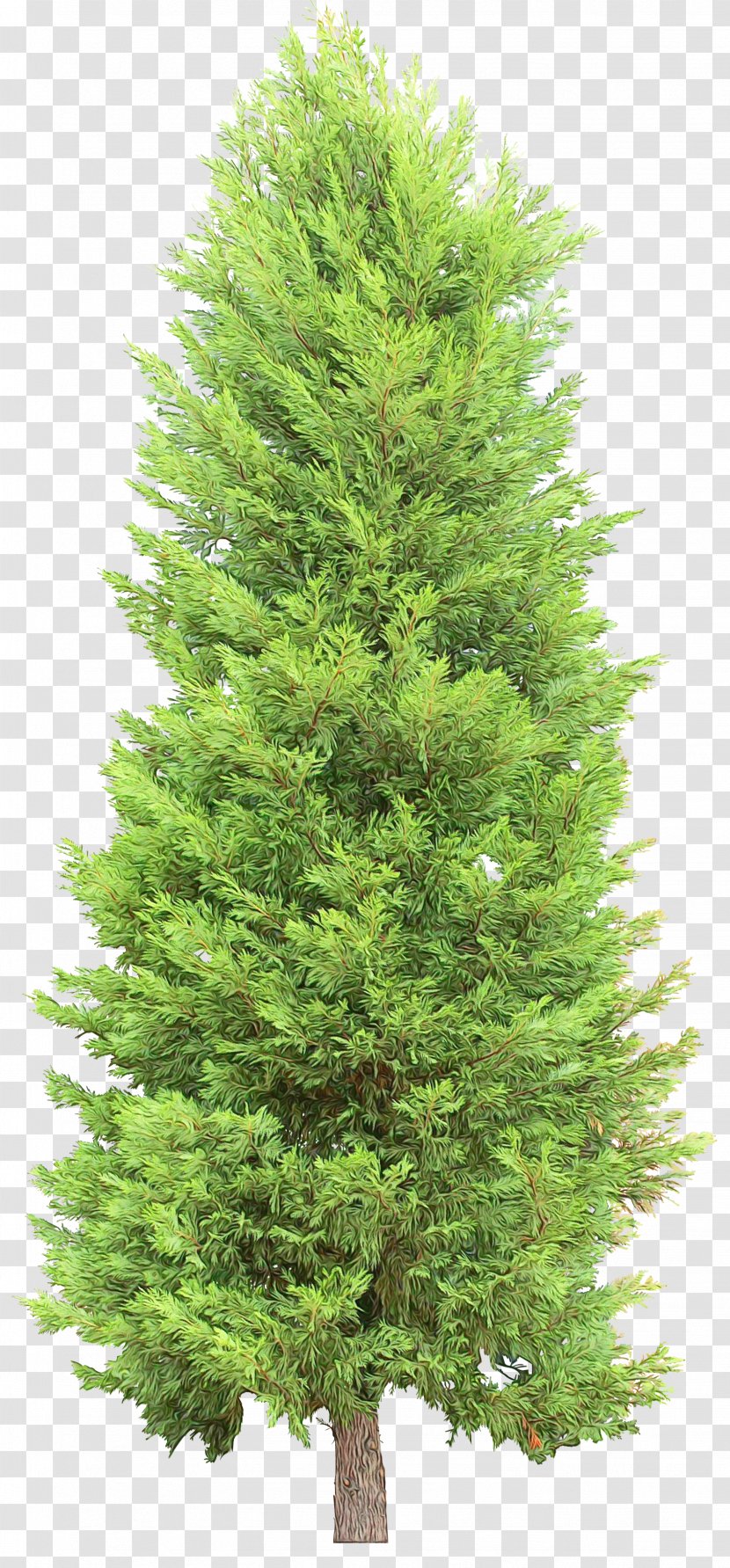 Tree Shortleaf Black Spruce Columbian Balsam Fir White Pine - Sugar Canadian Transparent PNG