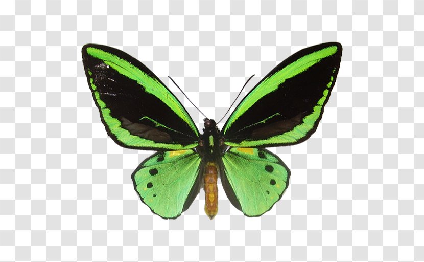 Brush-footed Butterflies Butterfly Ornithoptera Priamus Paradise Birdwing Transparent PNG