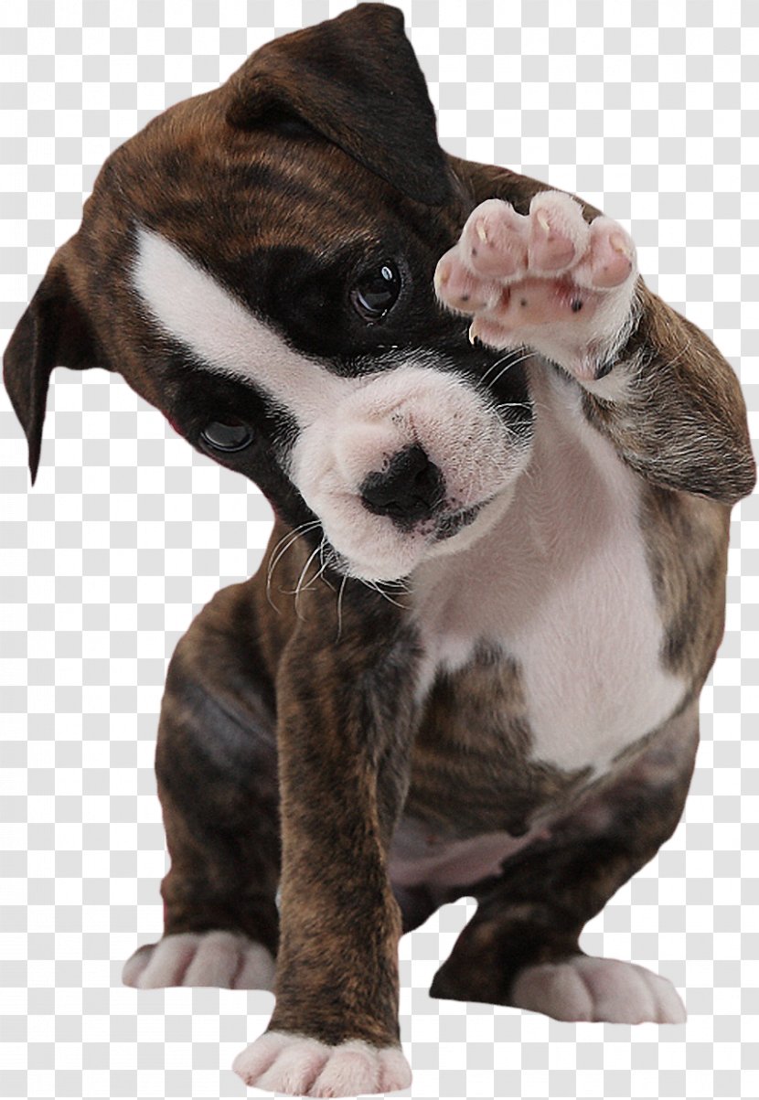 Boxer Puppy American Bulldog Paw - Breed Transparent PNG